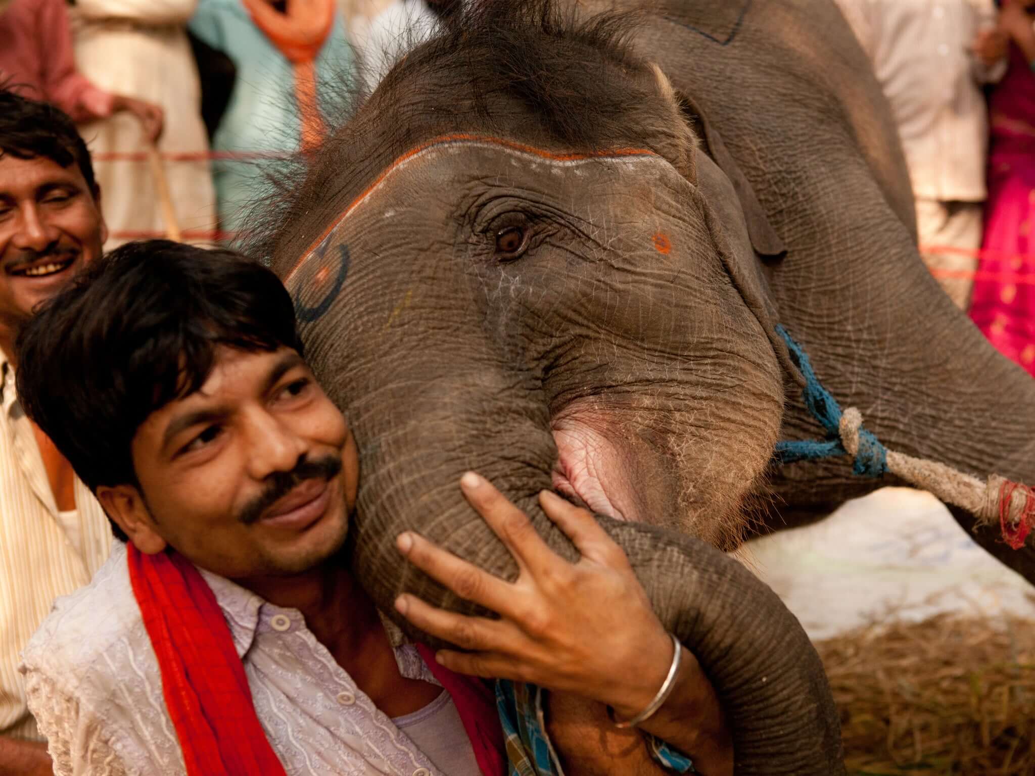 vinculo entre cuiddor y elefante annete
