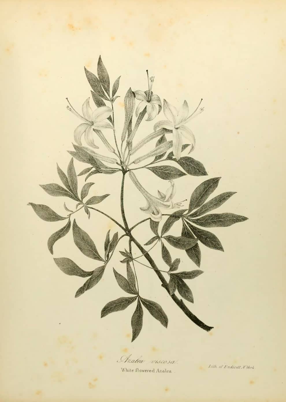 Dibujo de plantas de la biblioteca para biodiversidad