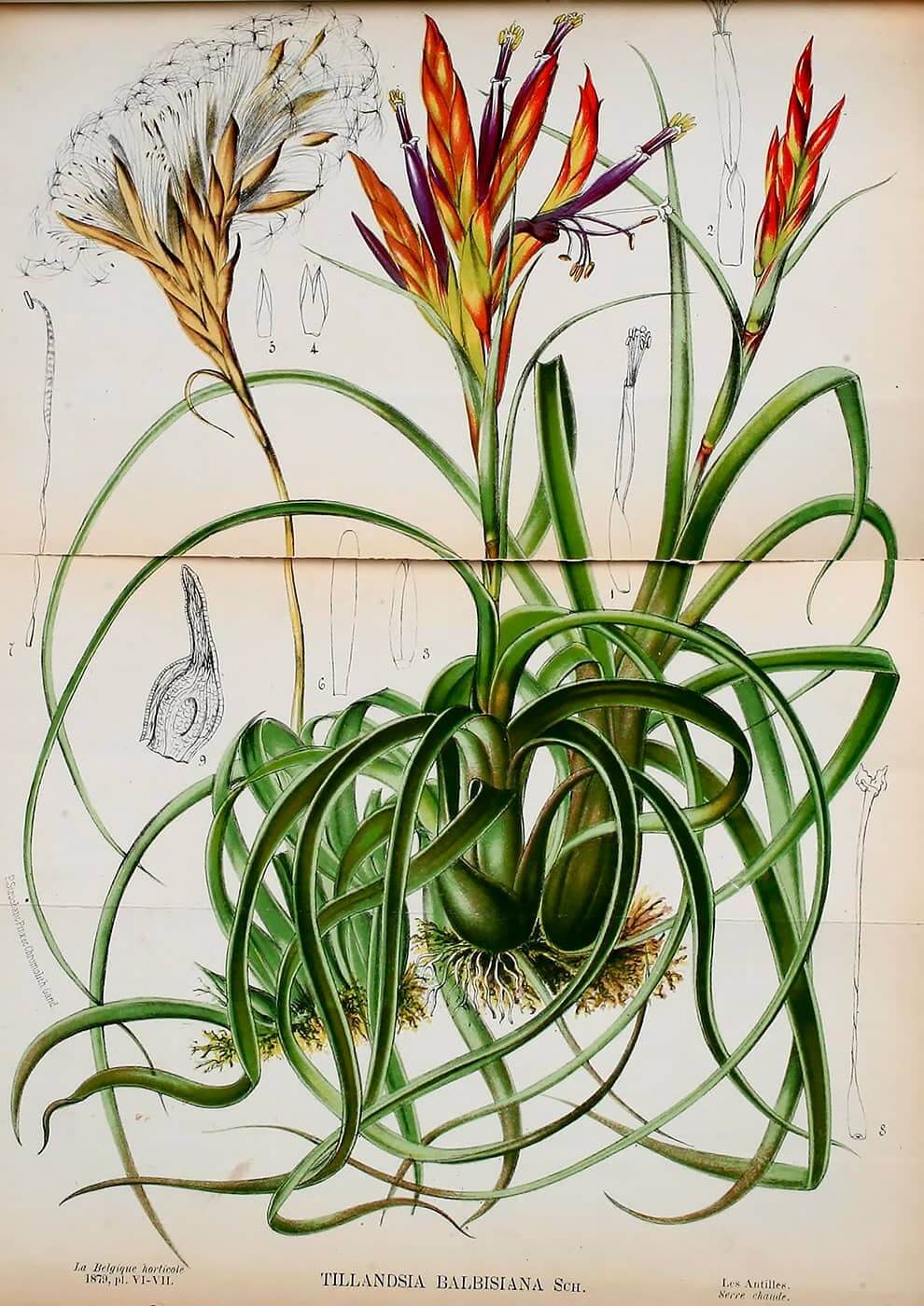 dibujo de planta