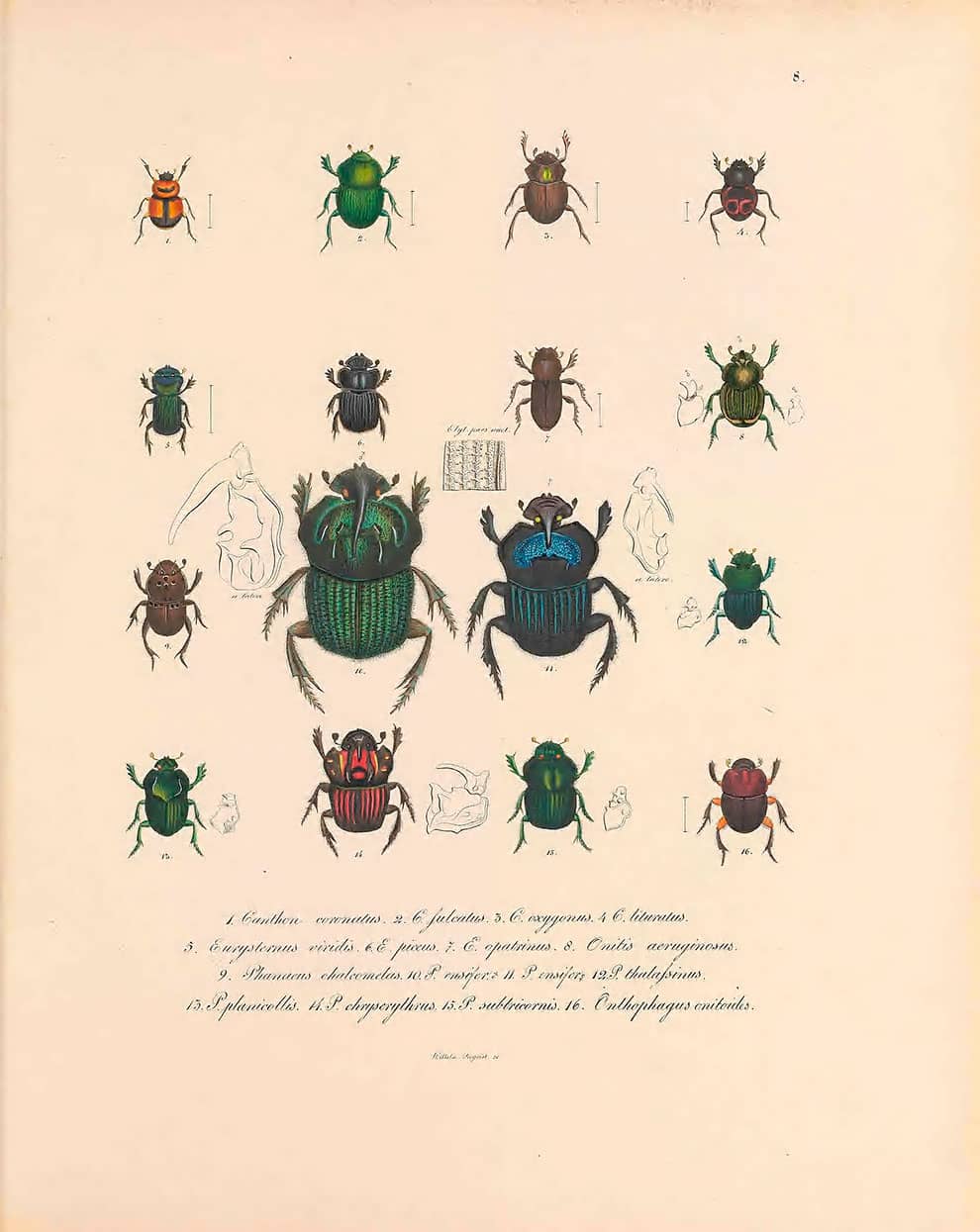 ilustración de escarabajos
