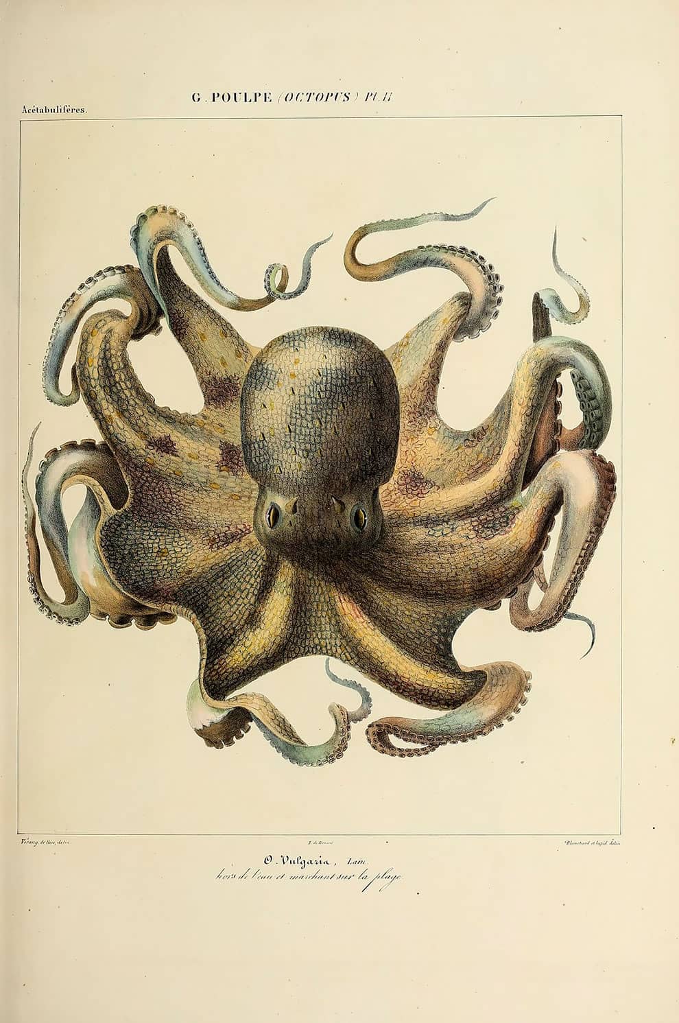 Ilustración de un pulpo