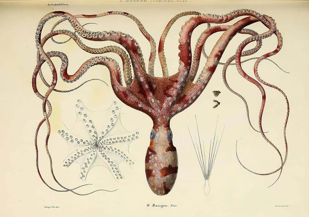 ilustración de un pulpo y una estrella de mar de la biblioteca para biodiversidad