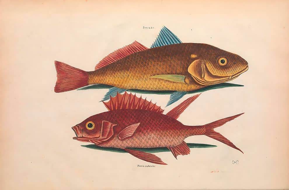 Ilustración en descarga gratuita de peces de la biblioteca para biodiversidad
