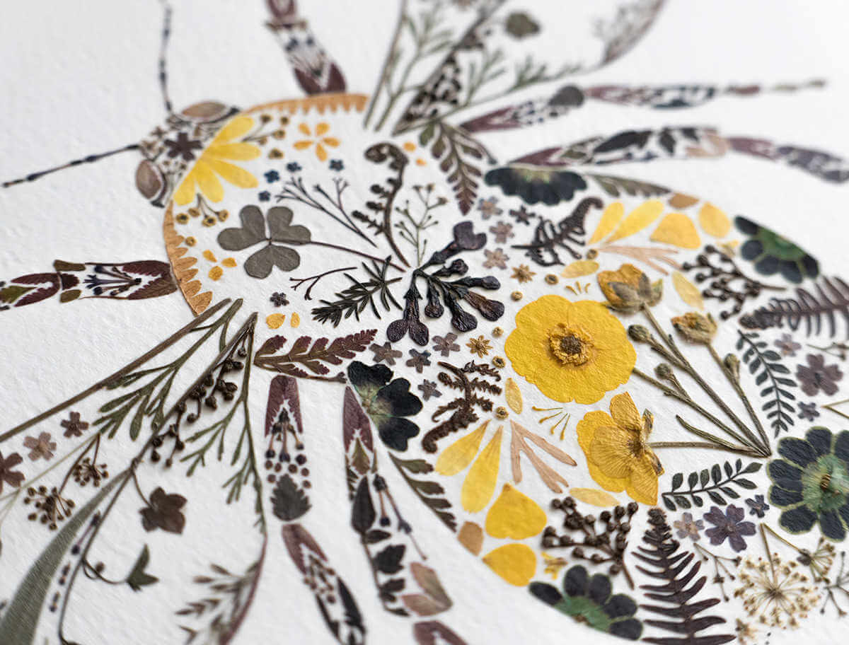 la mezcla de la botanica seca y la ilustración
