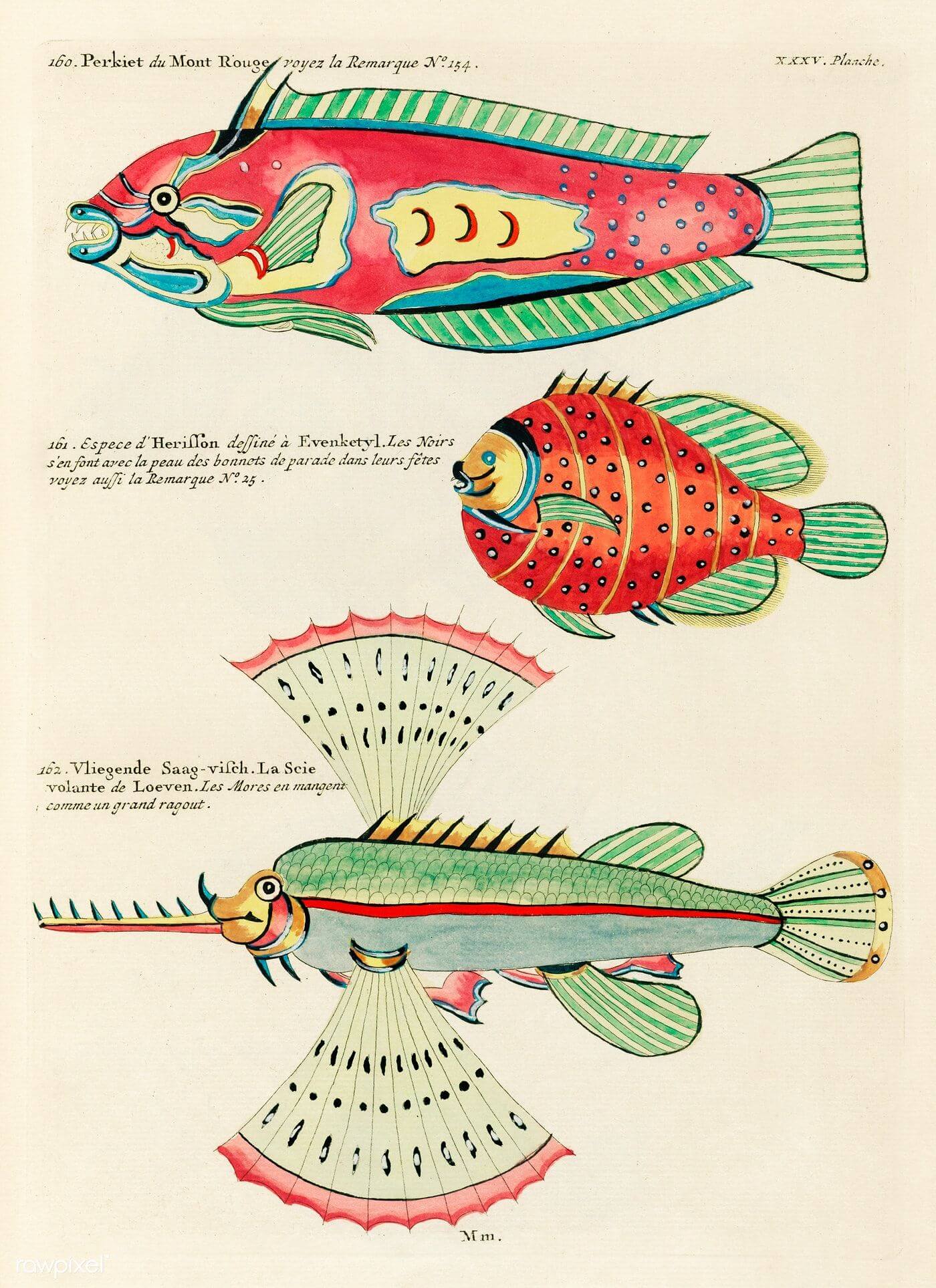 ilustraciones mundo marino Louis Renard