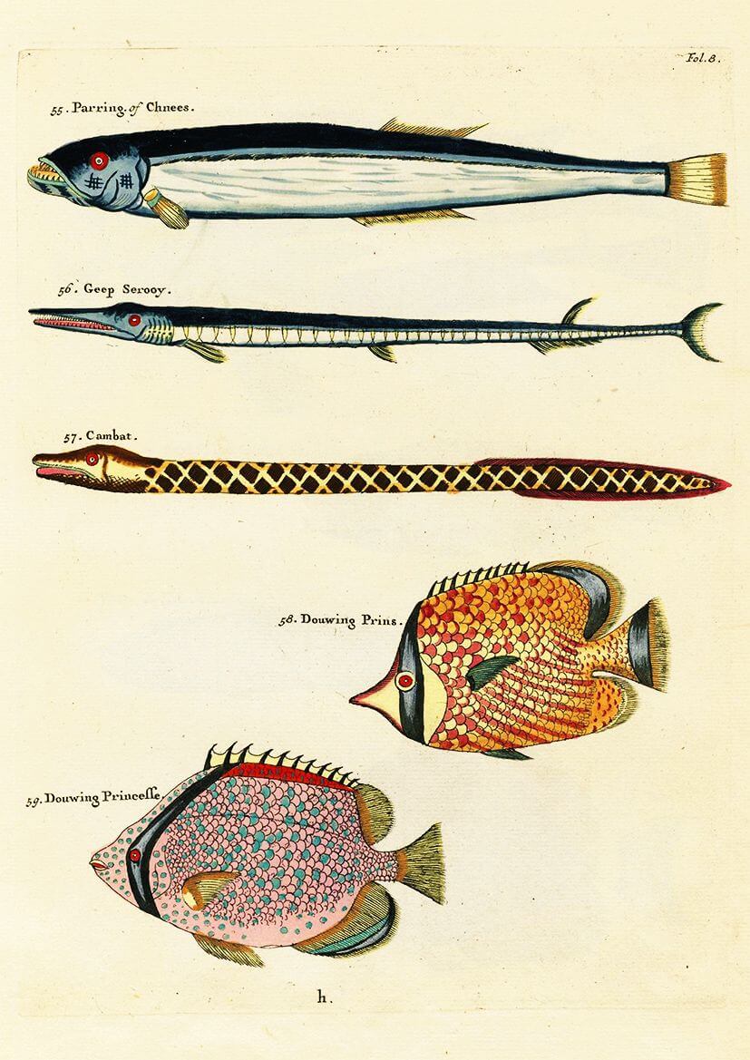ilustraciones de Louis Renard