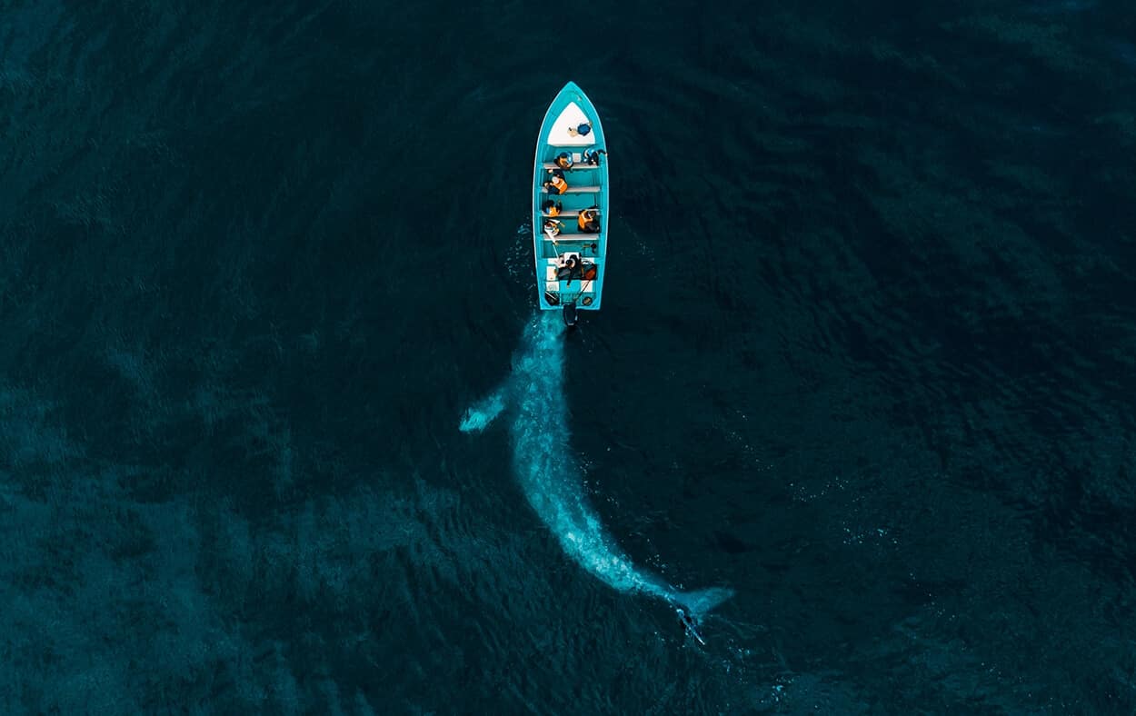 Gray Whale Plays Pushing Tourists naturaleza