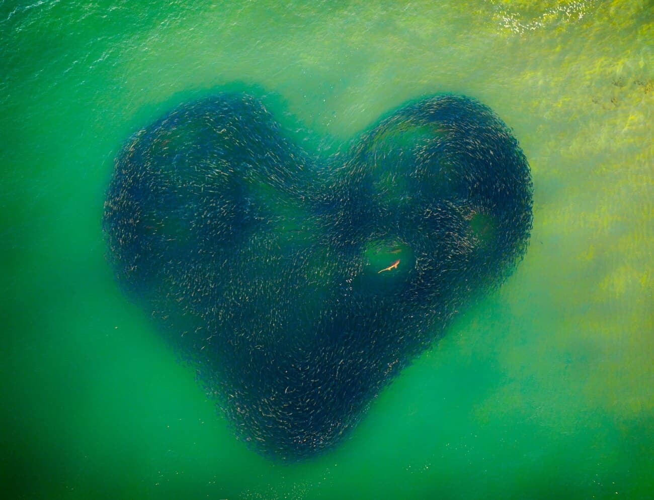 Love Heart of Nature mejor fotografia del año