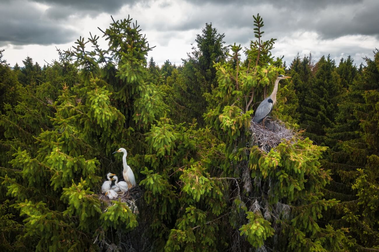 Where Herons Live vida salvaje