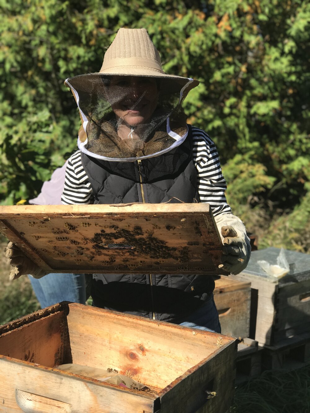 ava roth abejas