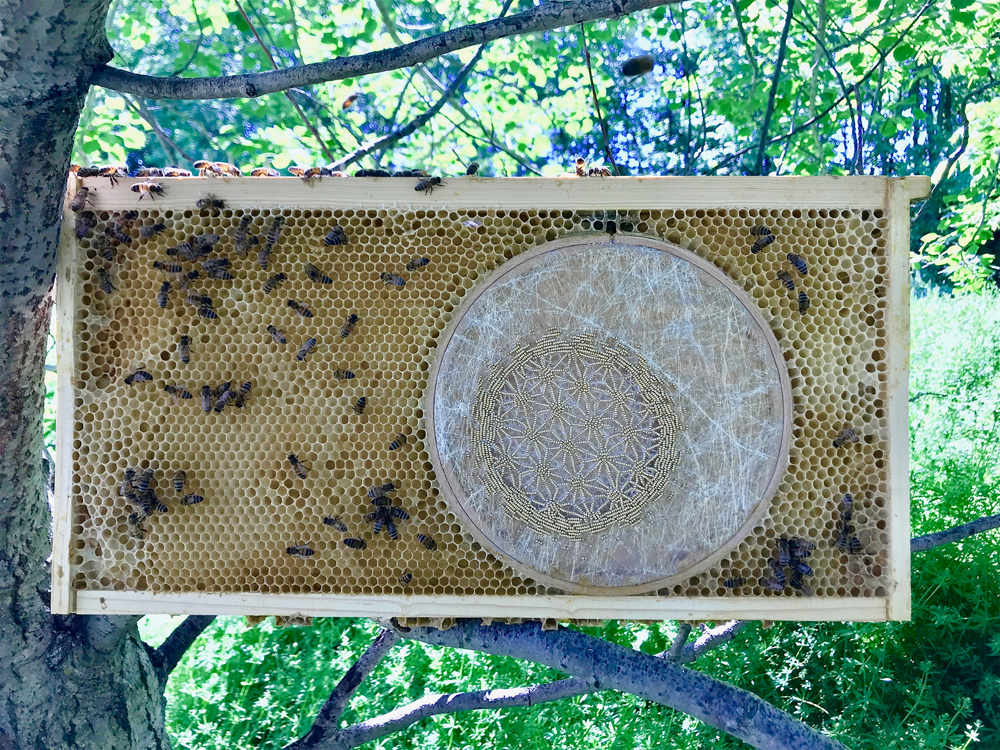 ava roth y las abejas
