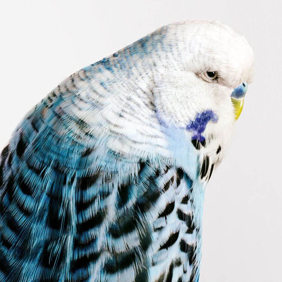 aves fotografia leila jeffrys