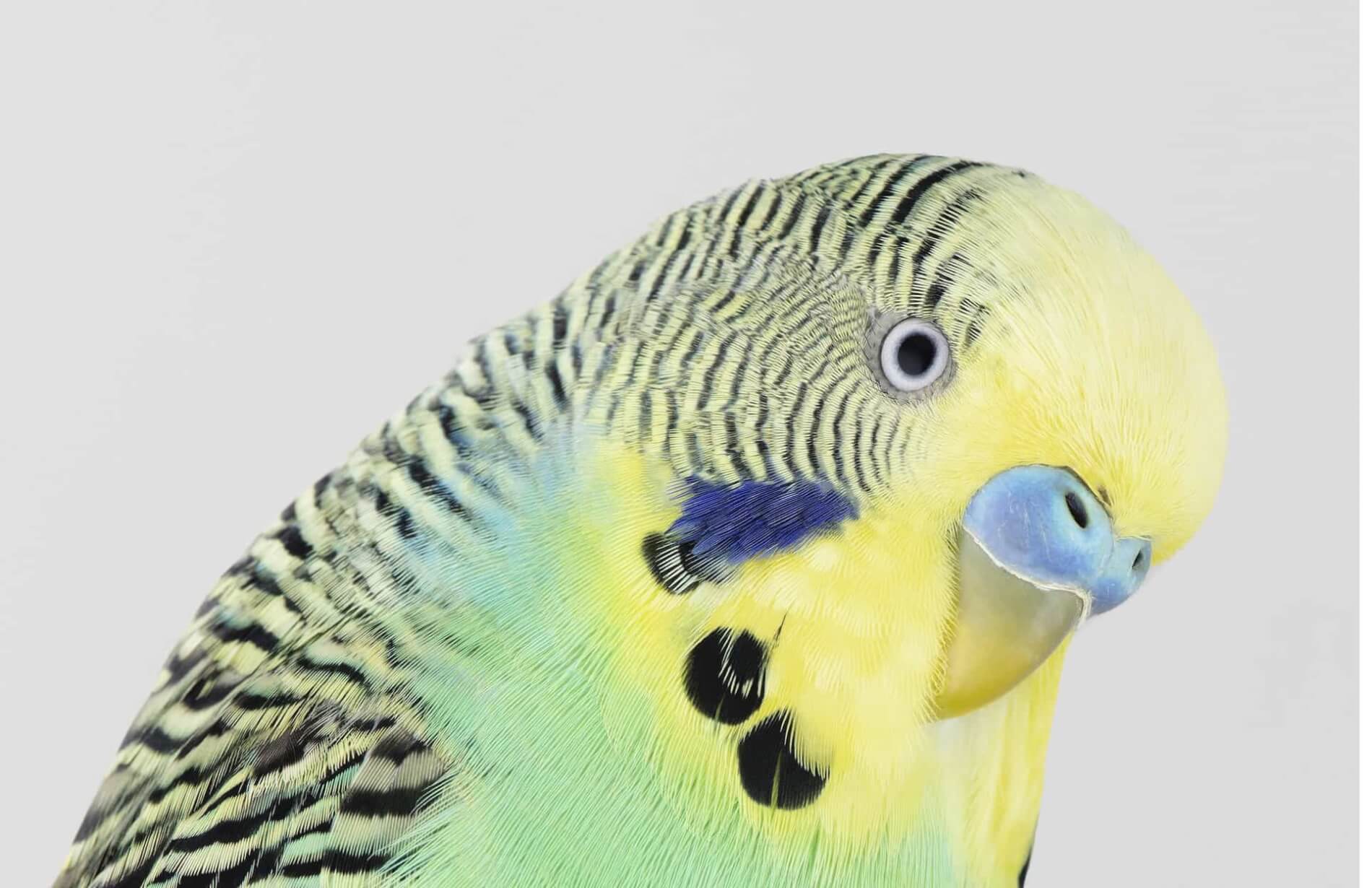 budgie fotografia aves leila jeffrys