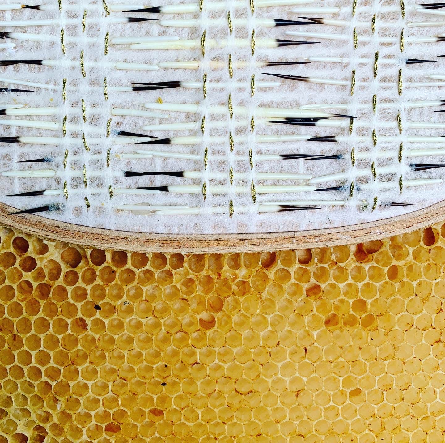 cosido ava roth y abejas