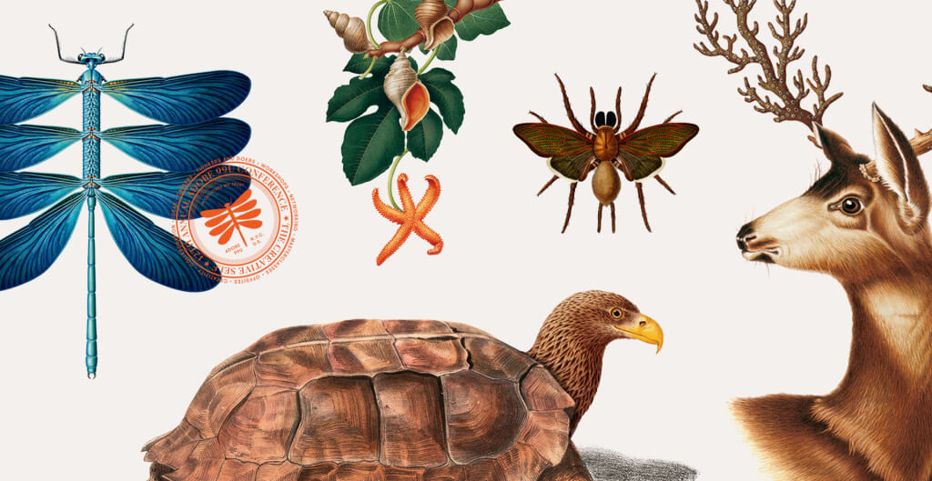 especies creativas adobe