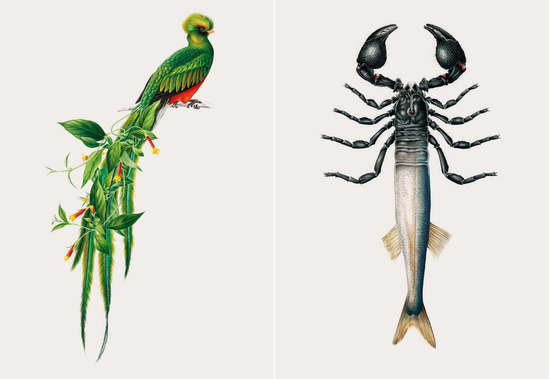 especies creativas hibridos