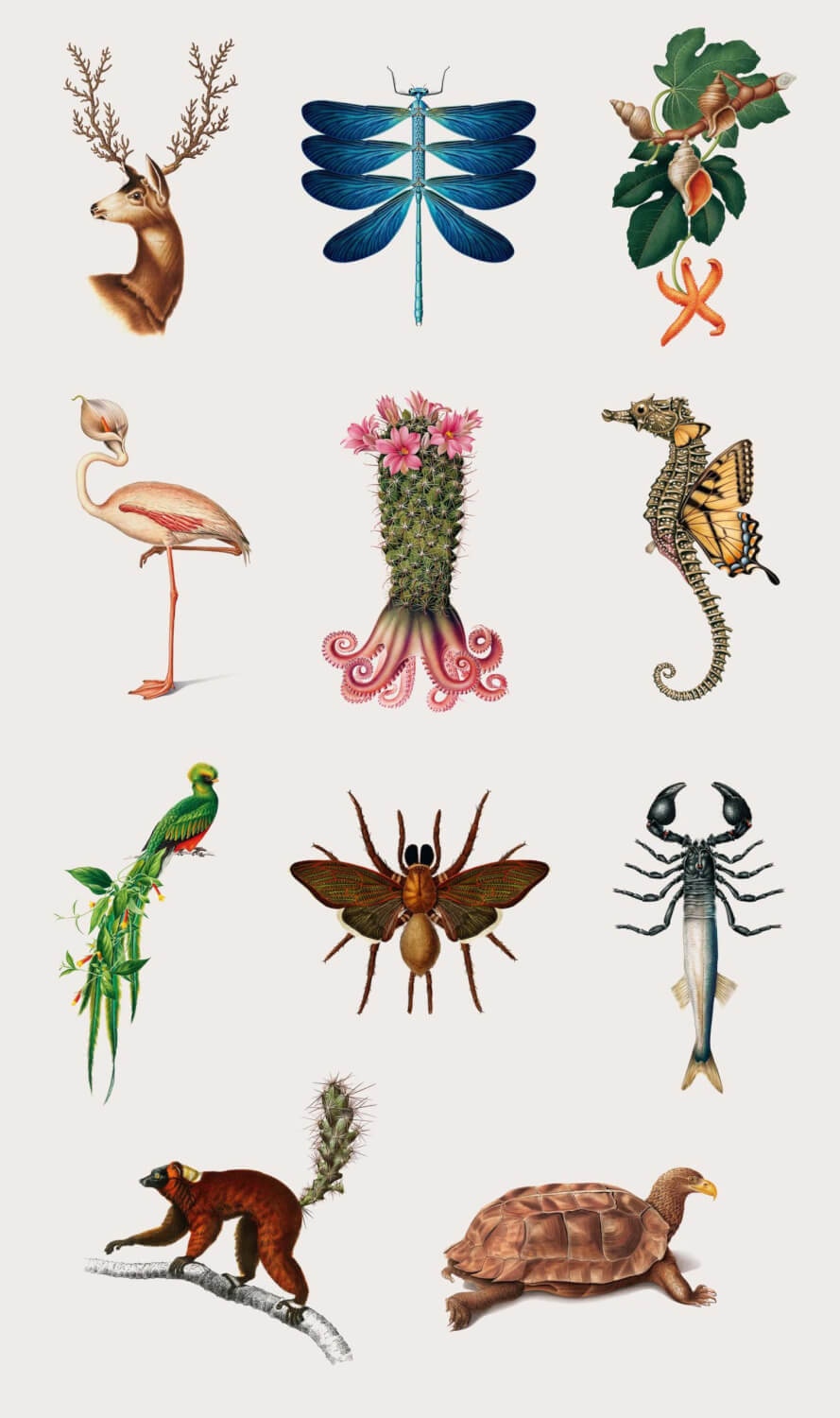 especies creativas todas