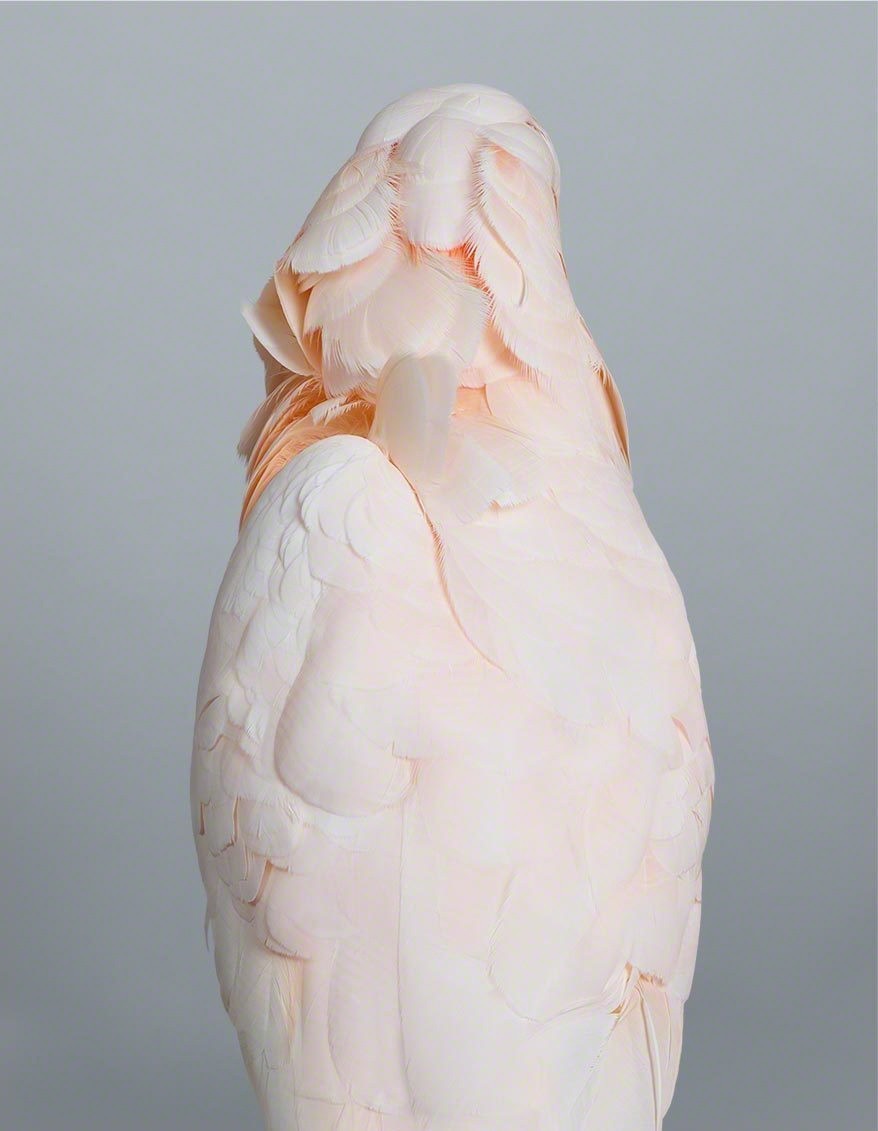 fancy birds leila jeffreys