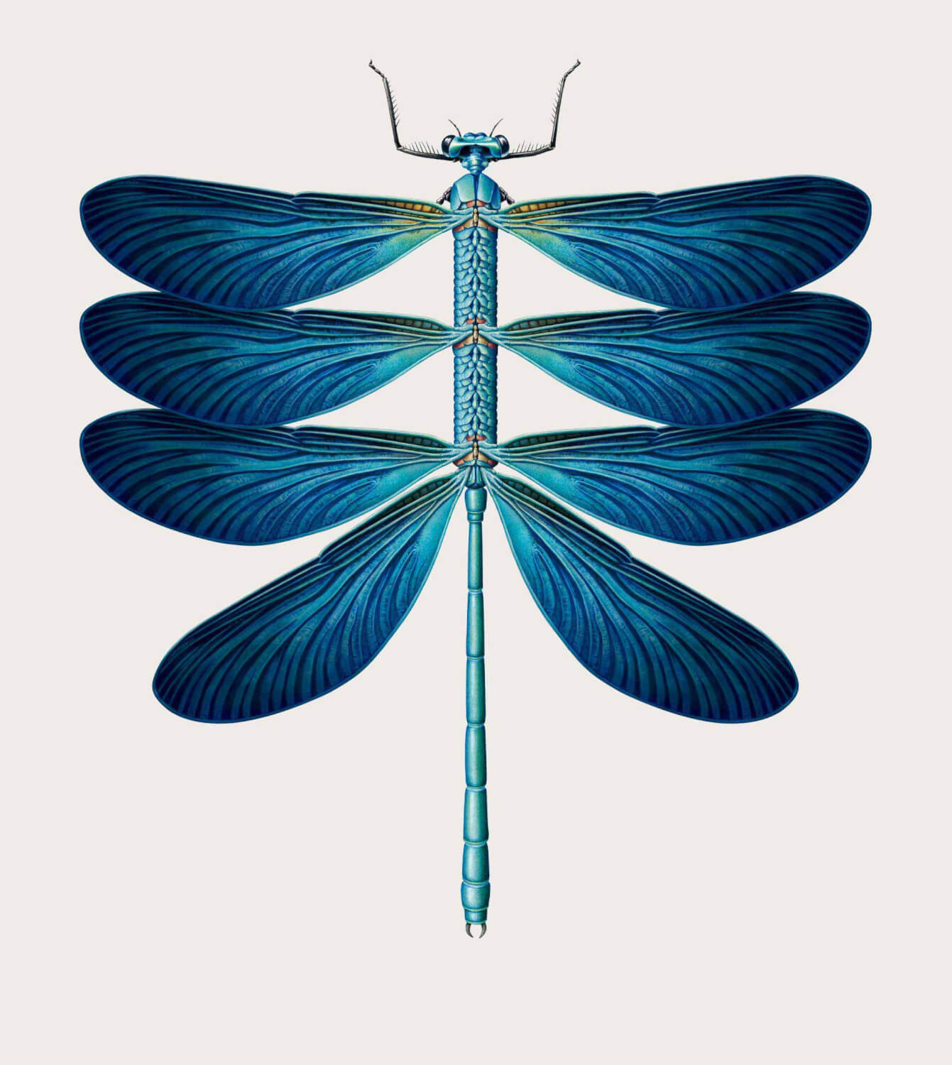 libelula especies creativas