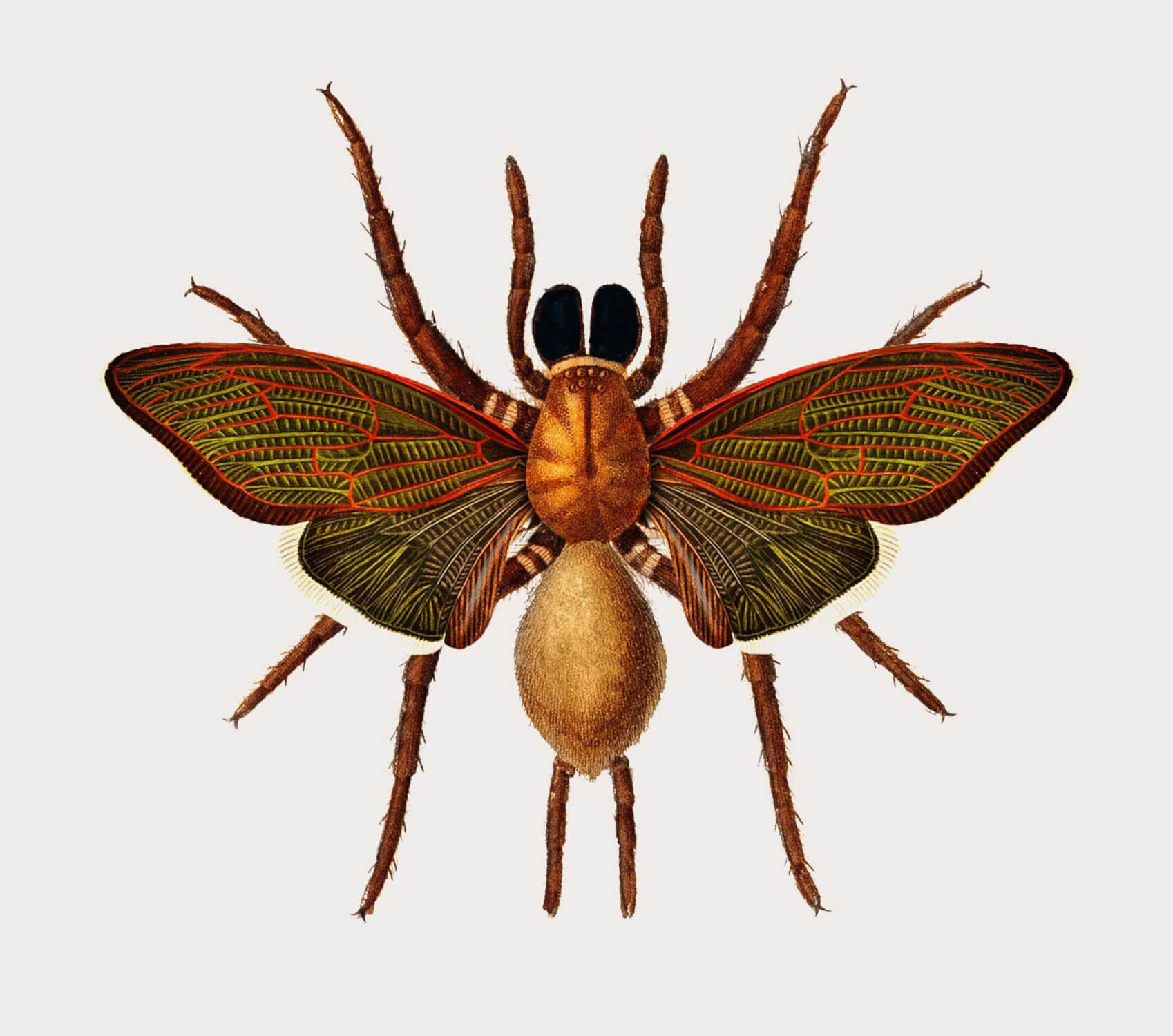mosca mariposa especies creativas