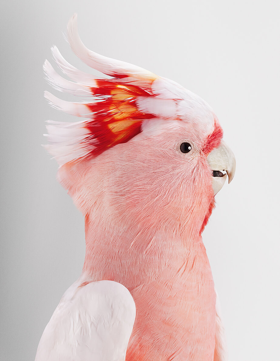 pink bird leila jeffreys