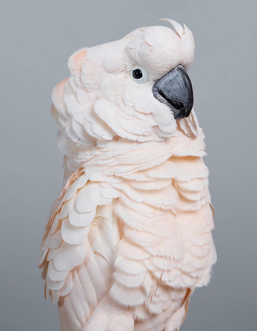 retratos elegantes de aves de leila jeffreys