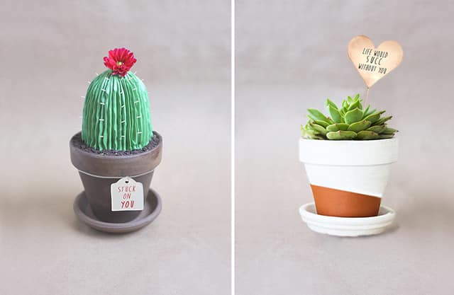 suculentas y cactus alana jones mann