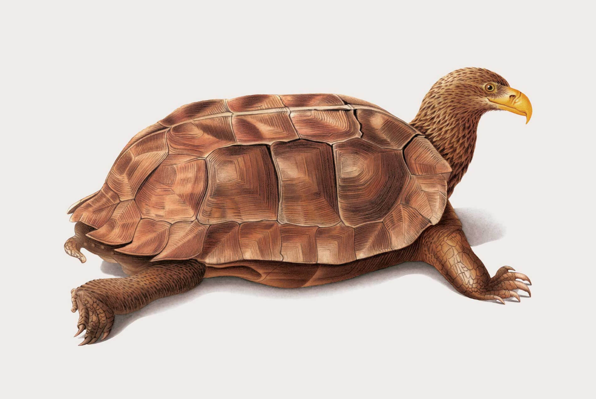 tortuga ave especies creativas