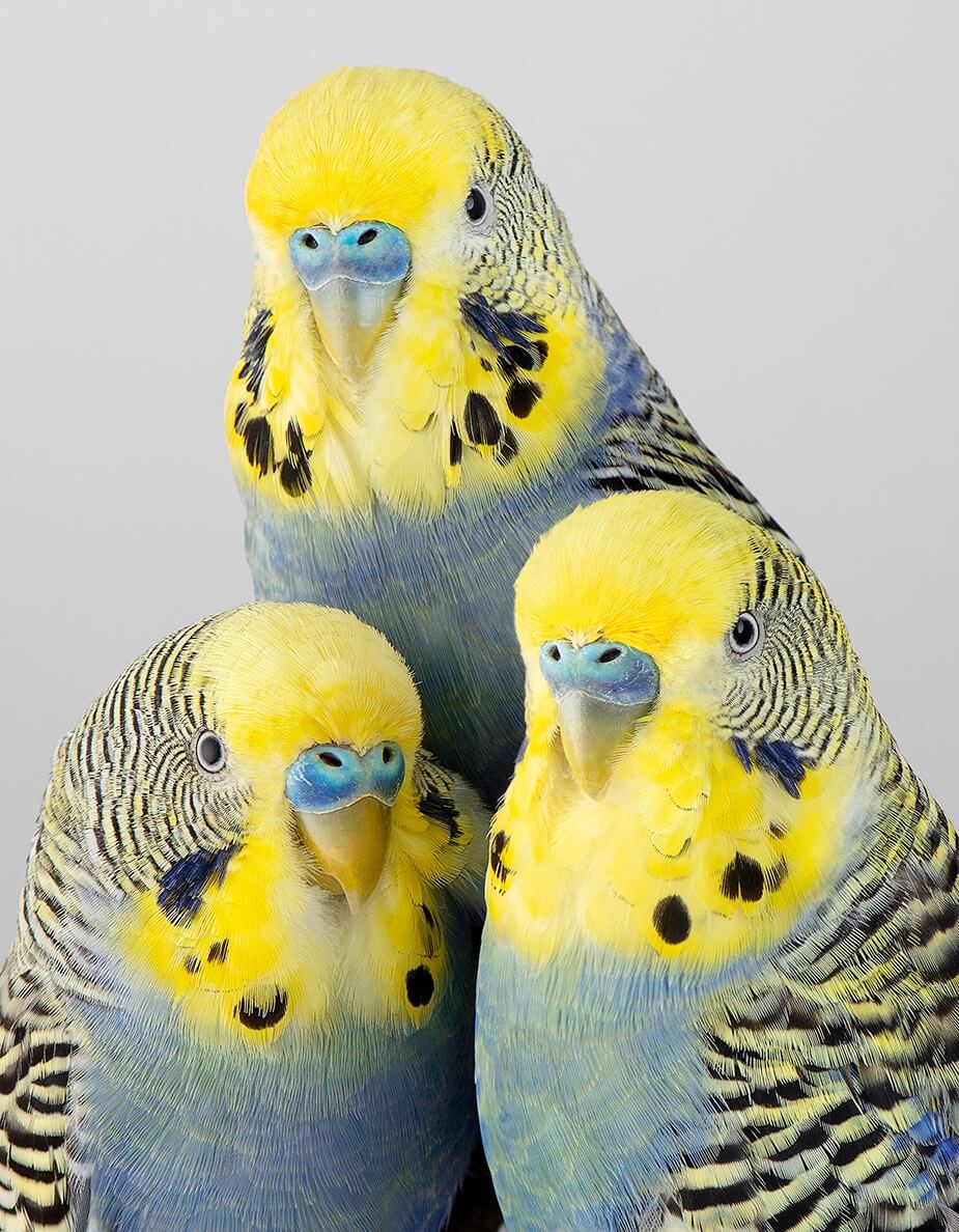 tweets aves leila jeffrys