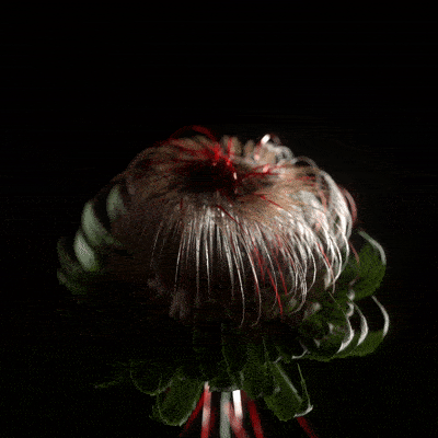 BLOOM 2