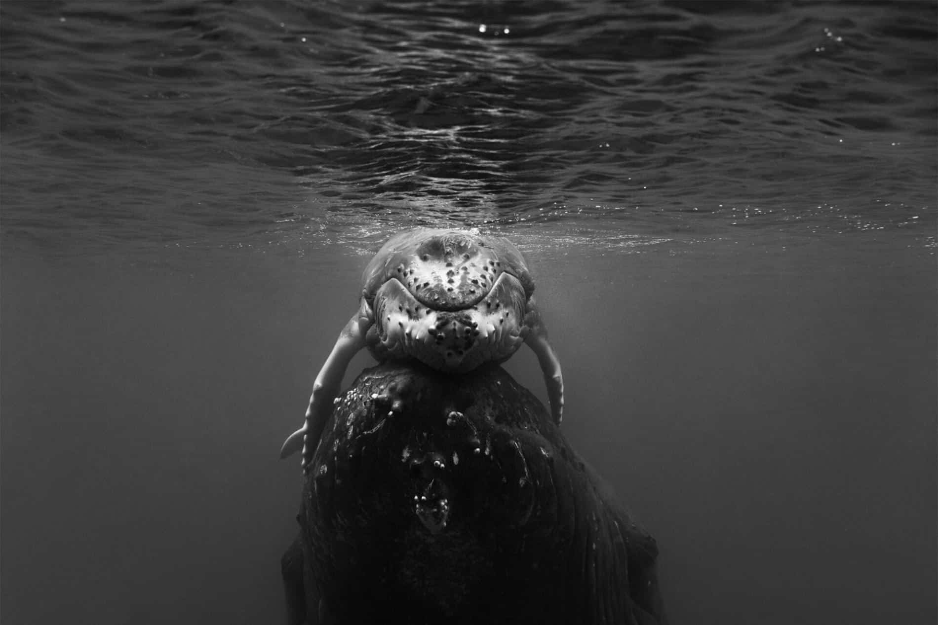 cresswell GIANTS BLANCO Y NEGRO