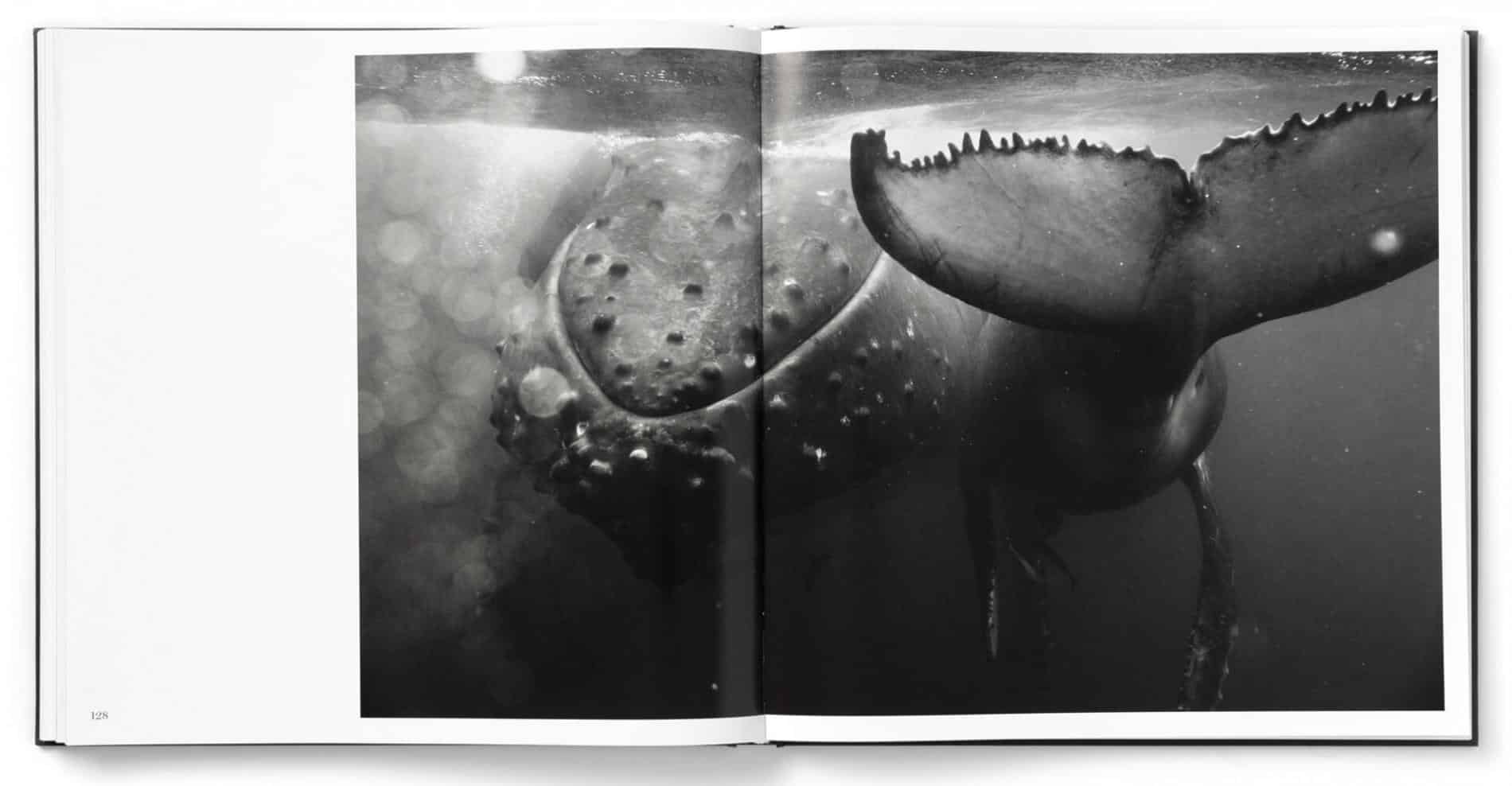 cresswell GIANTSBOOK
