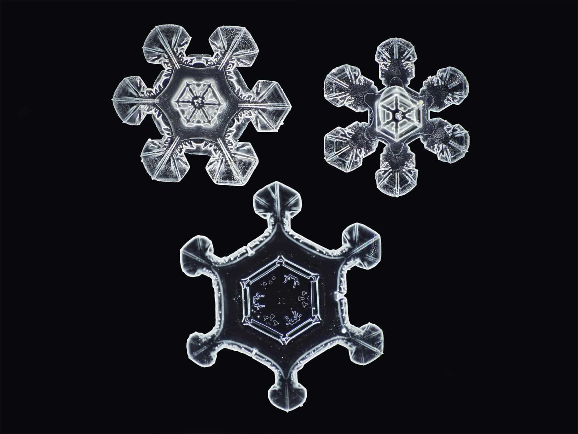 formas nieve myhrvold