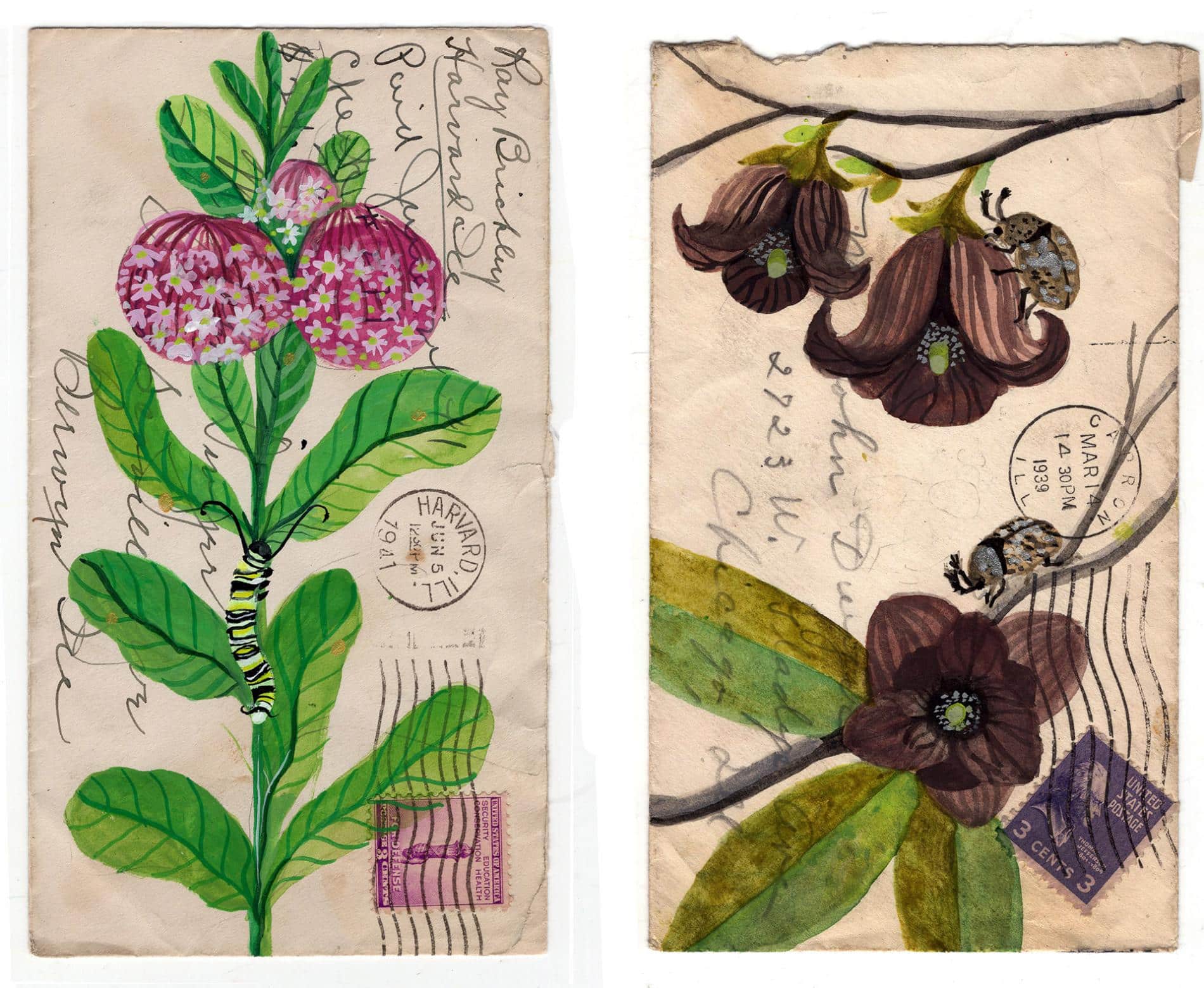 postales animales diana sudyka flores