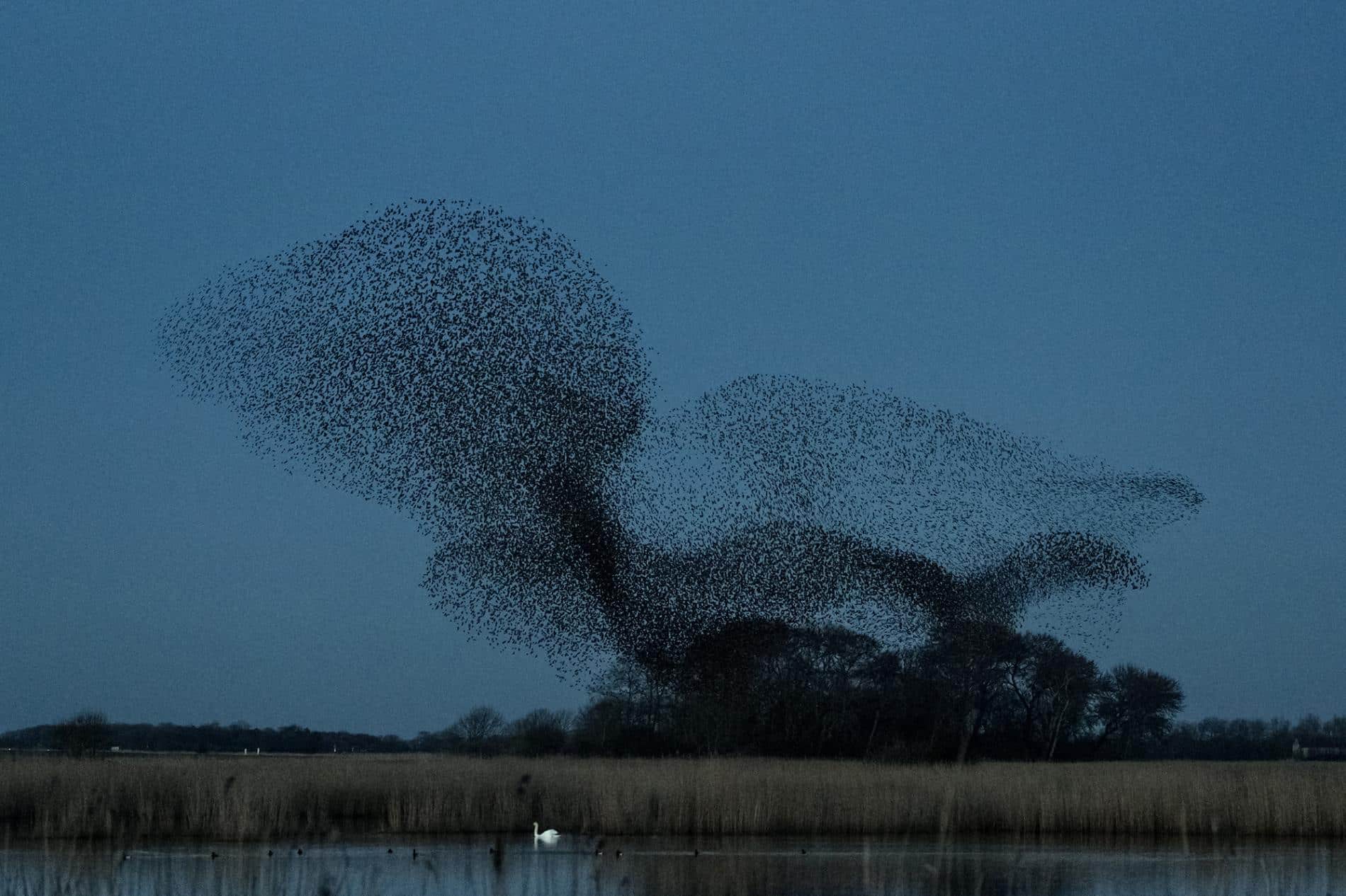 soren solkear ballet aves