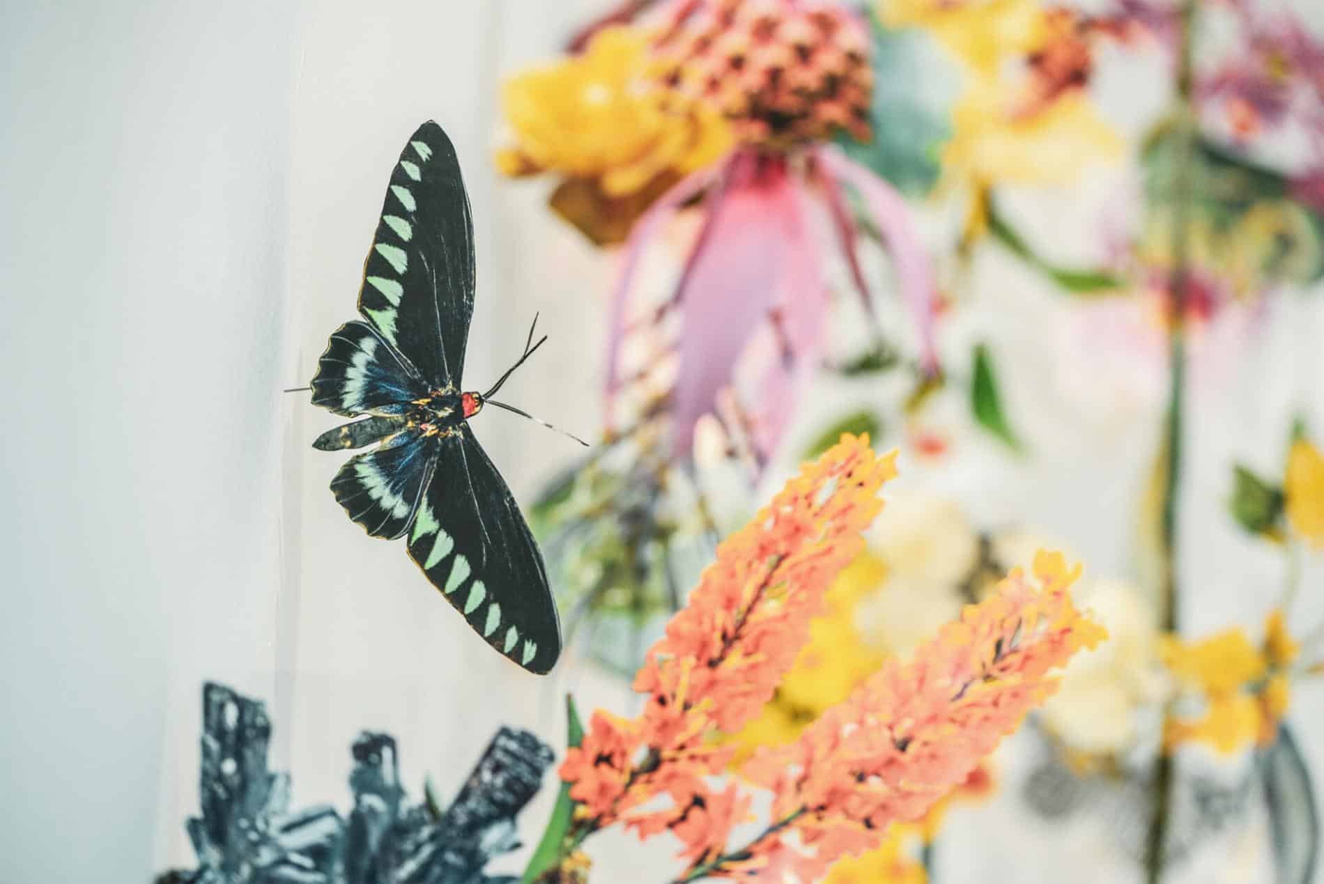 biodiversidad clare boersch mariposas
