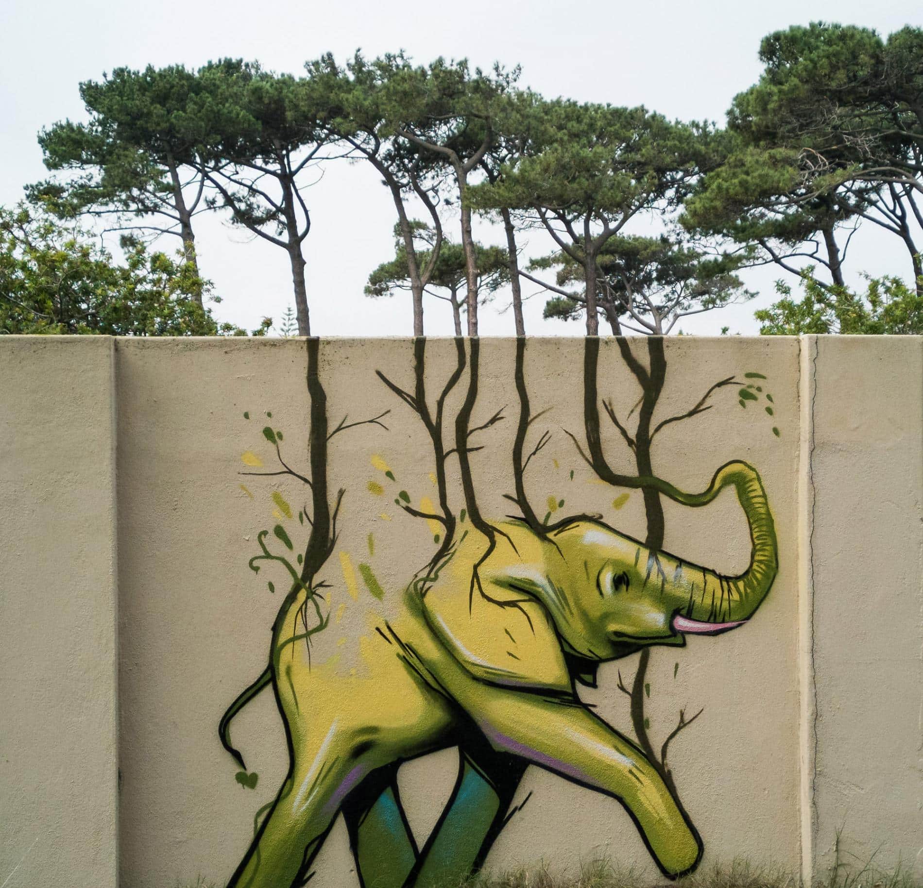 falko one elefantes sudafrica arboles
