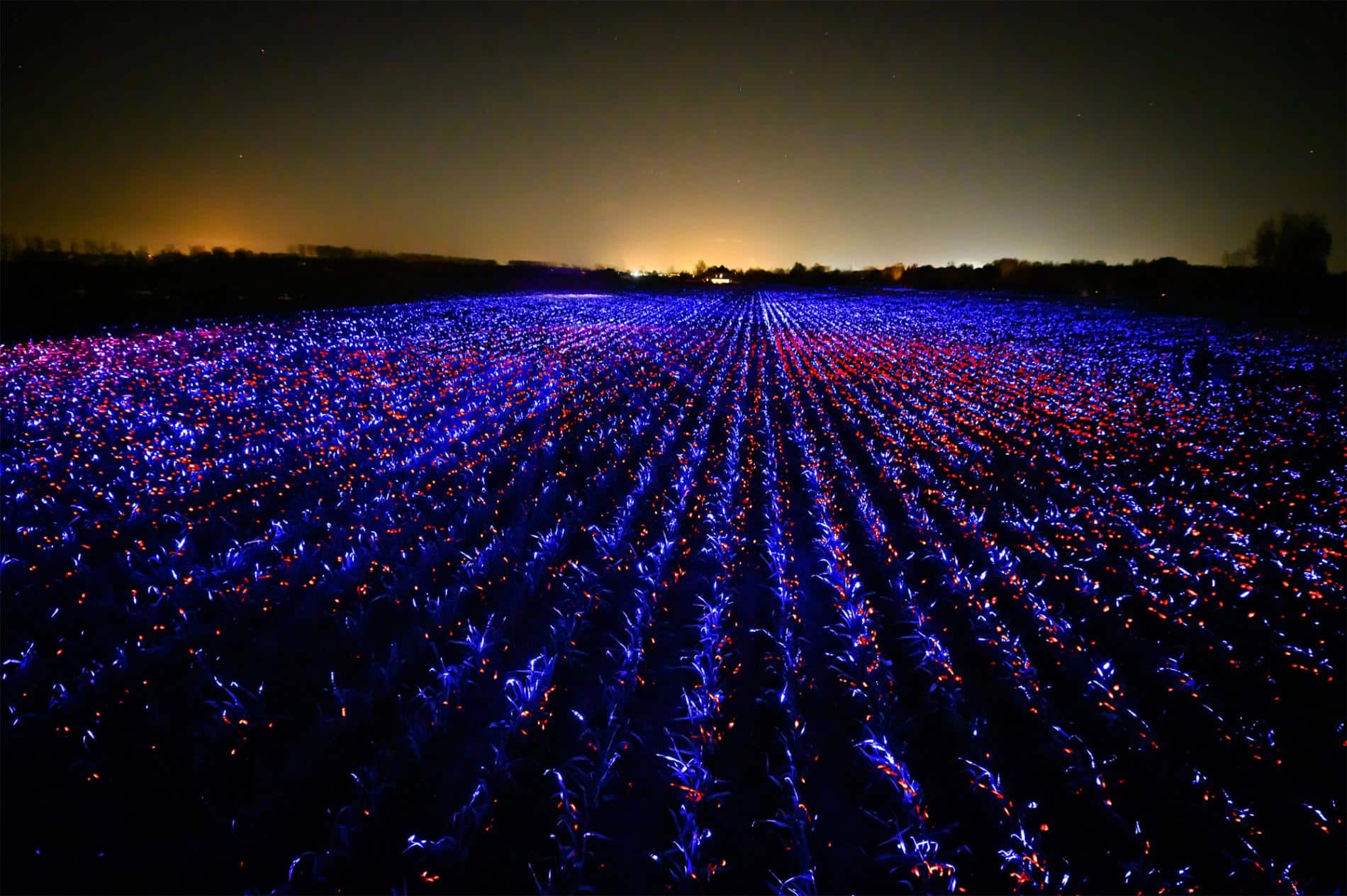 roosegaarde STUDIO INTALACION CULTIVO