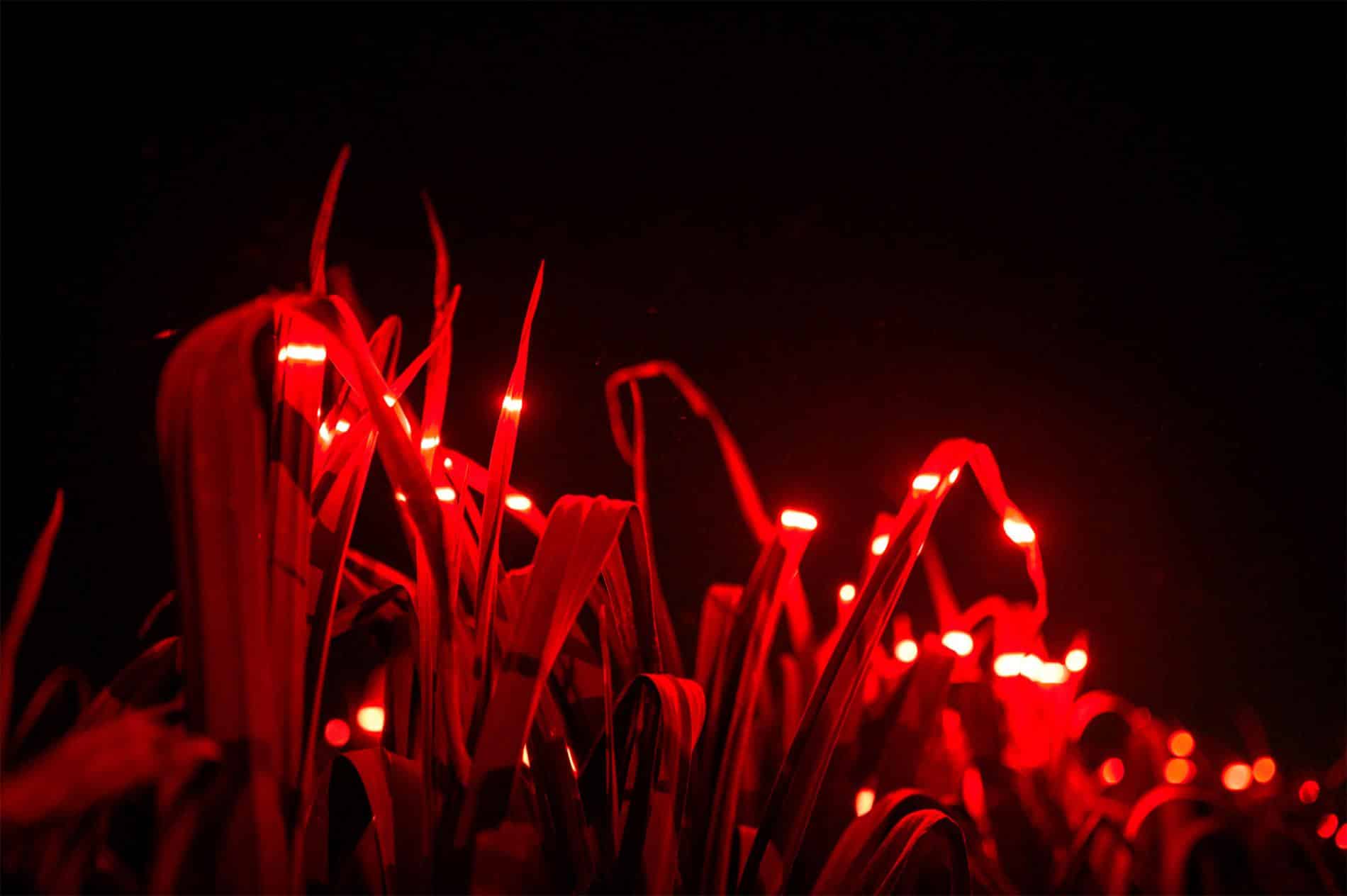 roosegaarde STUDIO INTALACION LUCES ROJAS