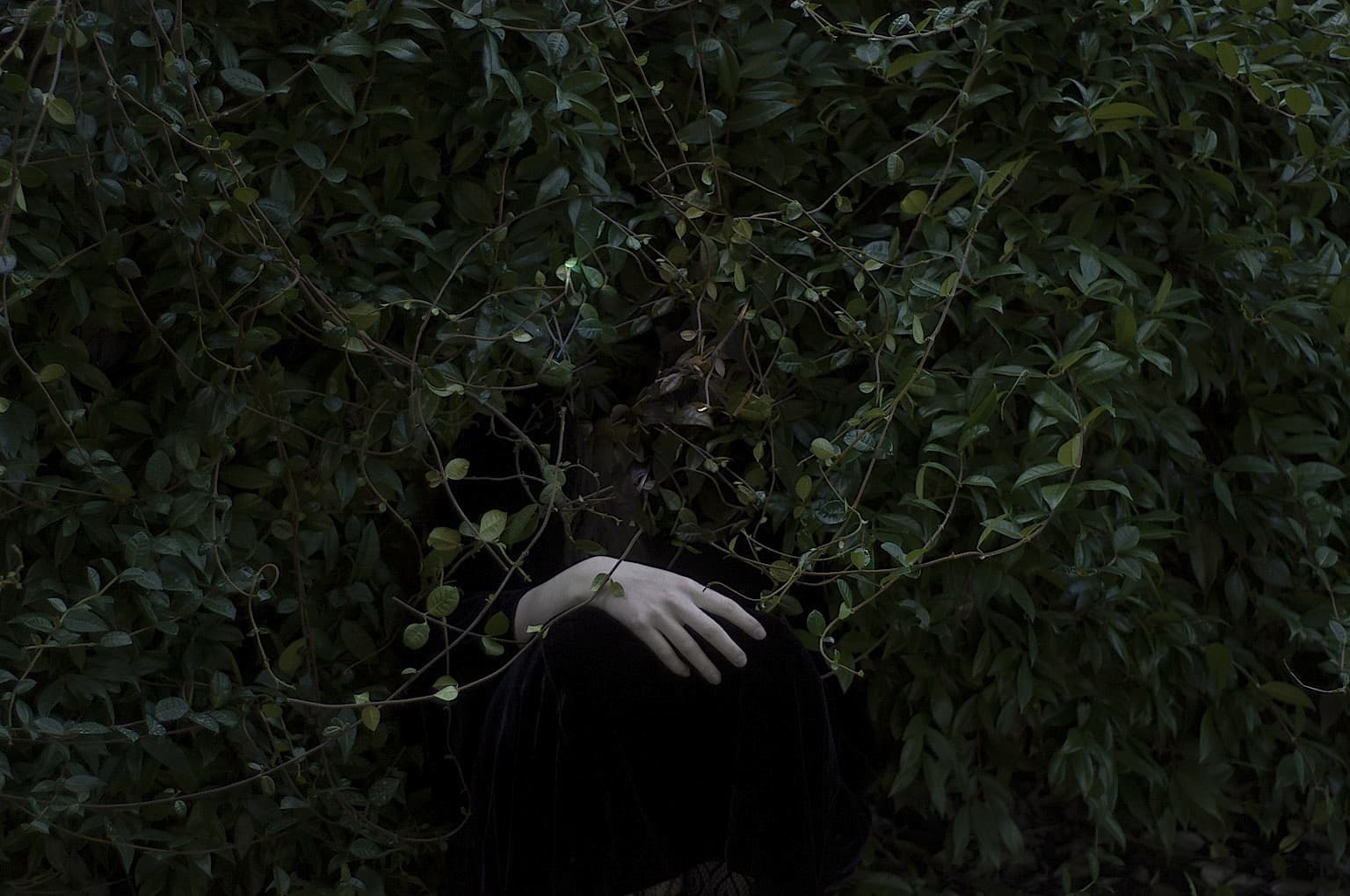 cristina coral fotigrafia surreal plantas