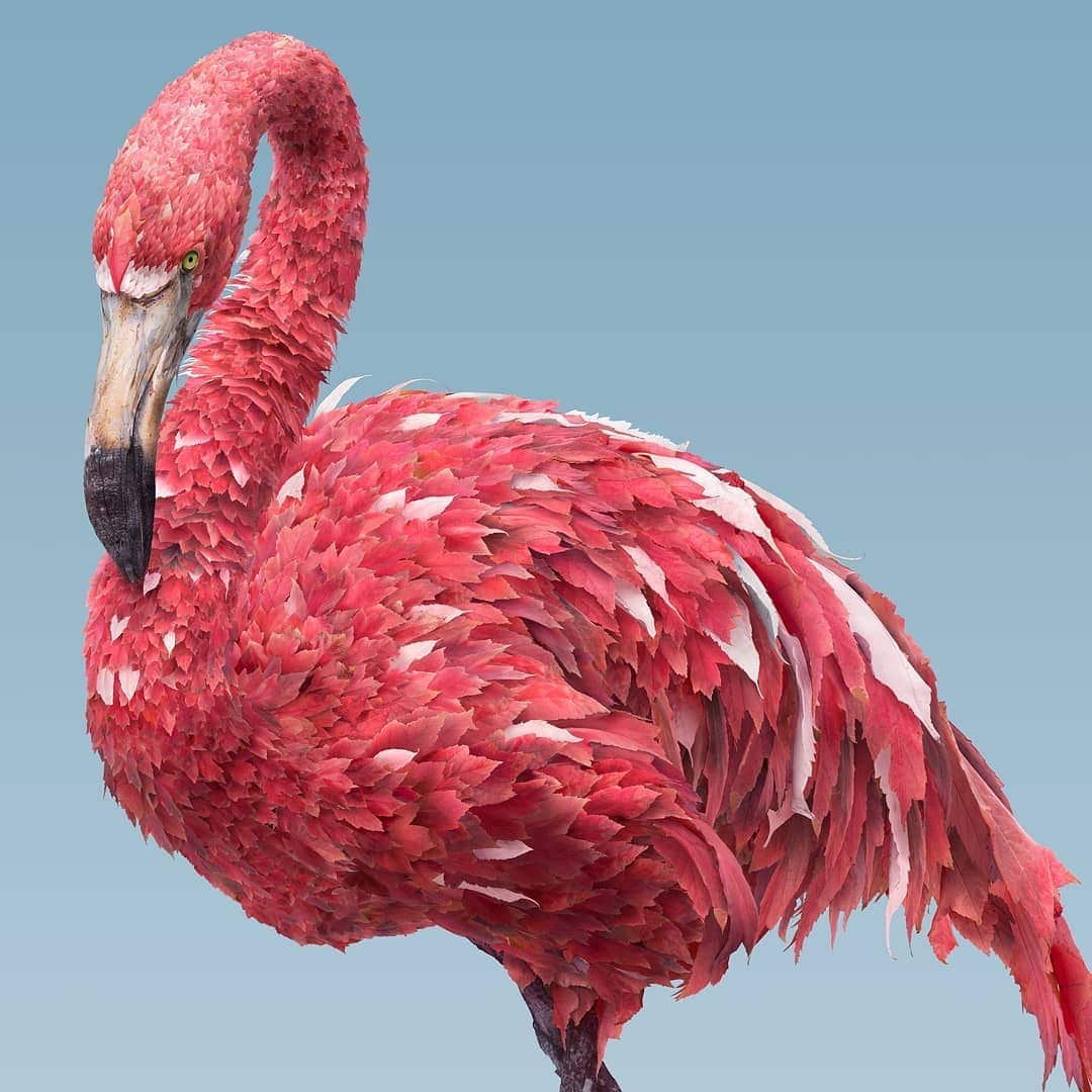 josh dykgraaf flamingo de hojas