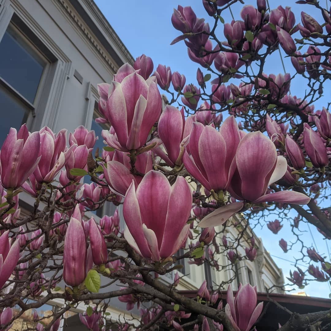 josh dykgraaf petalos animal magnolia real