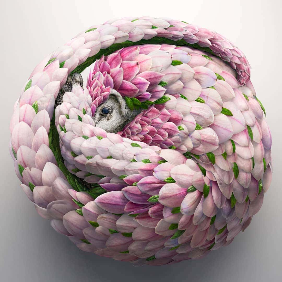 josh dykgraaf petalos animal magnolia