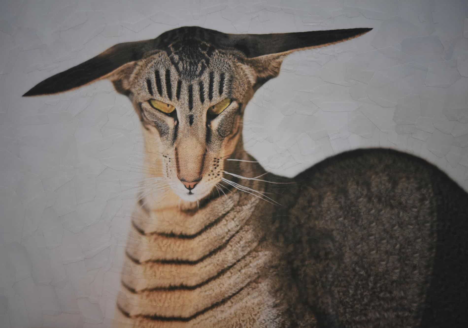 lola dupre otro gato collage