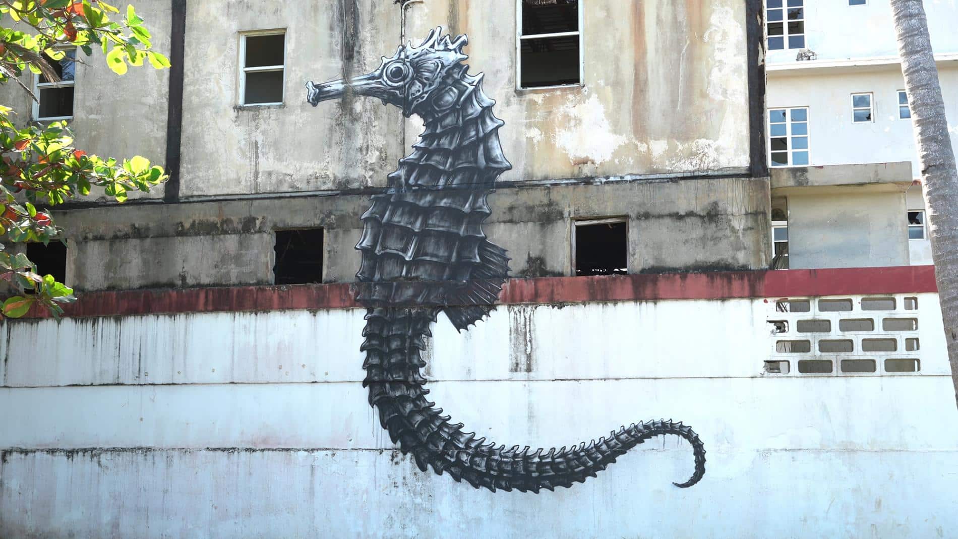 ROA CABALLO DE MAR PUERTO RICO