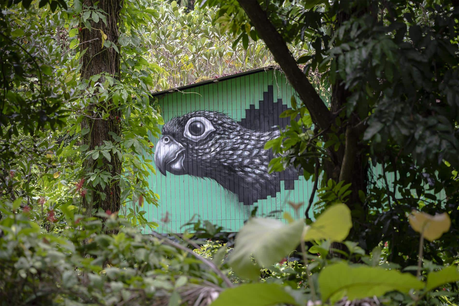 ROA LORO PUERTO RICO