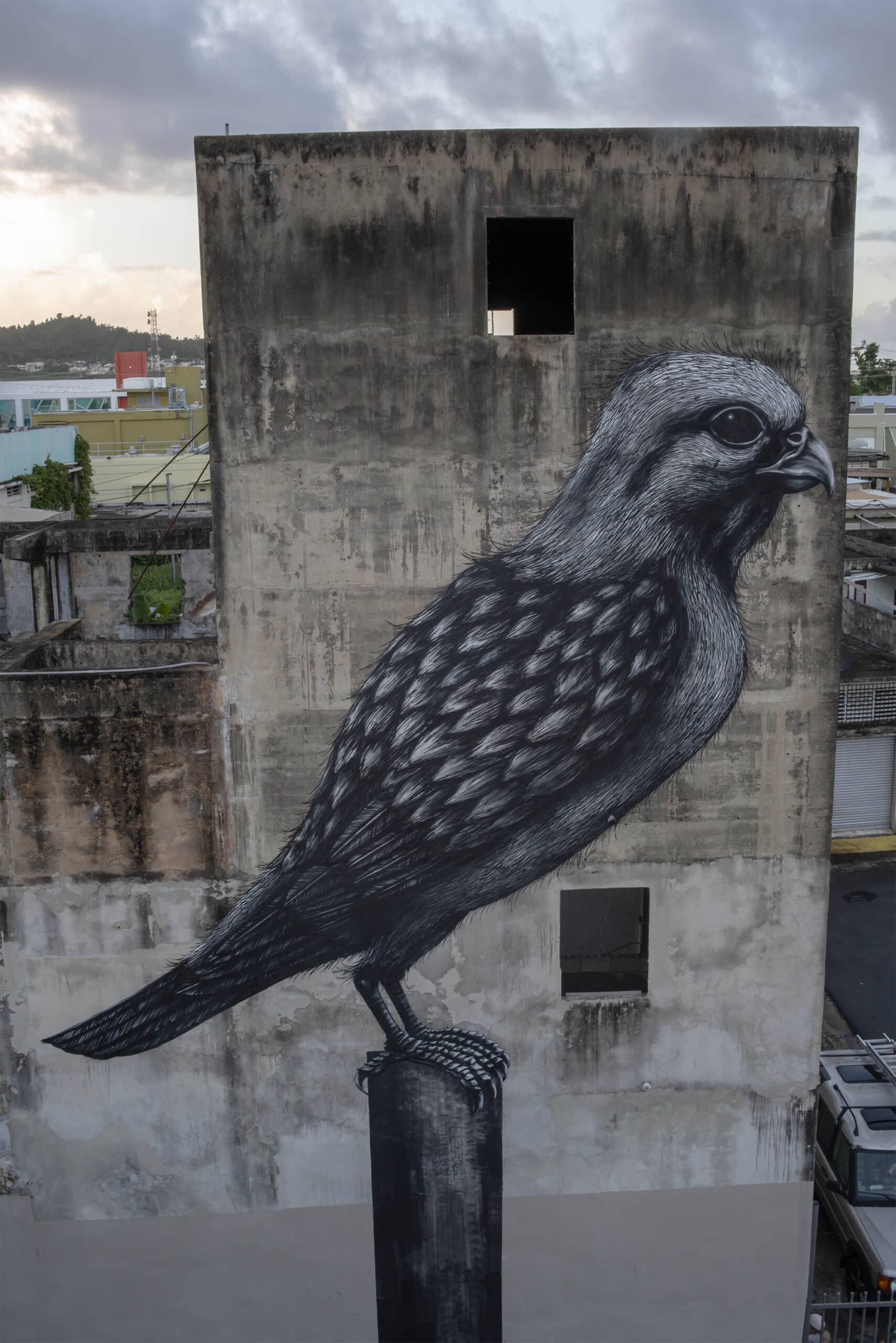ROA PAJARO PUERTO RICO