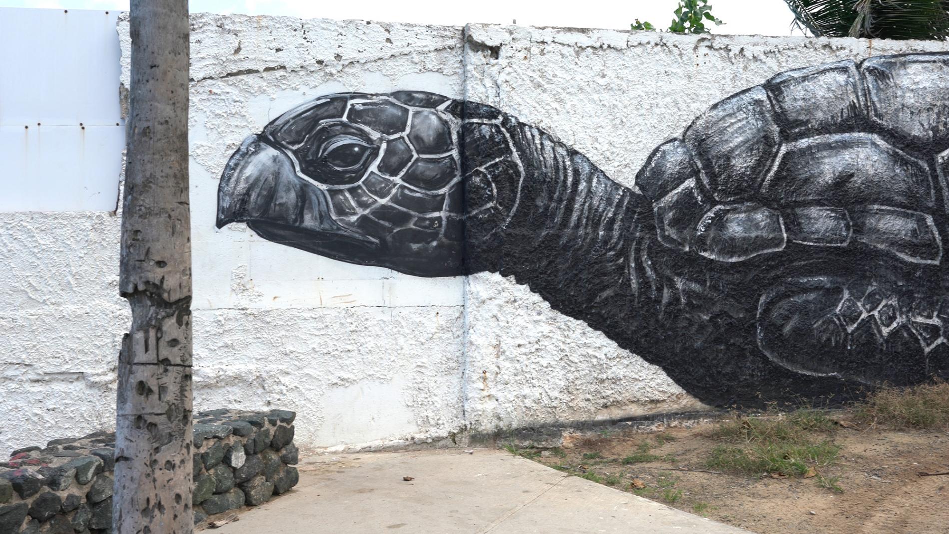 ROA TORTUGAPUERTO RICO