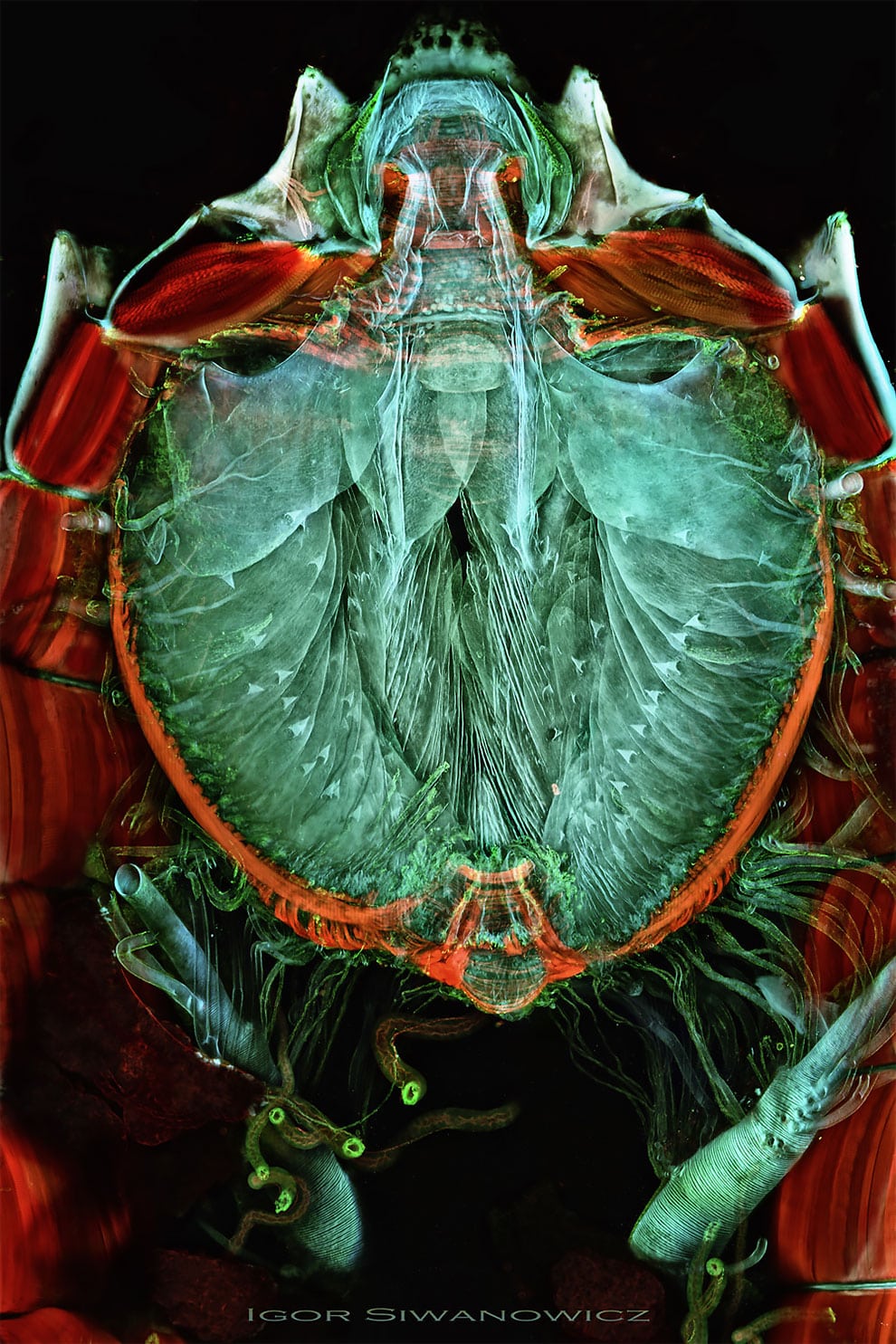 fotografo polaco microscopio fluorescente 10