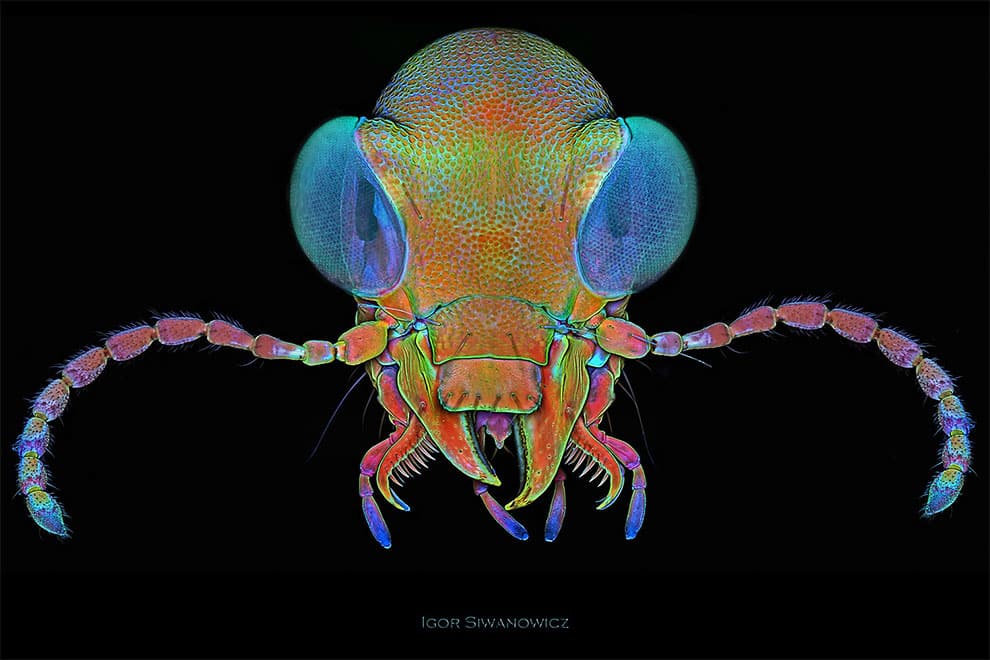 fotografo polaco microscopio fluorescente 12
